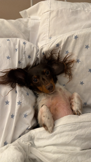Picture of Dixie the Dachshund
