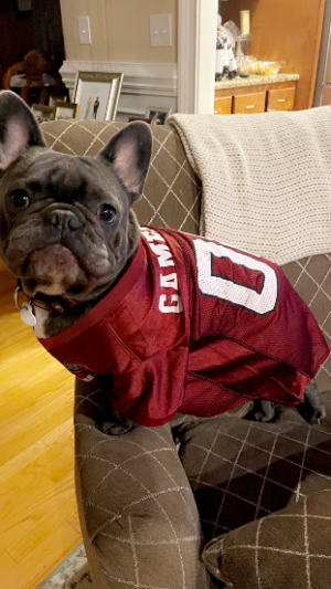 Picture of Louis the French Bulldog