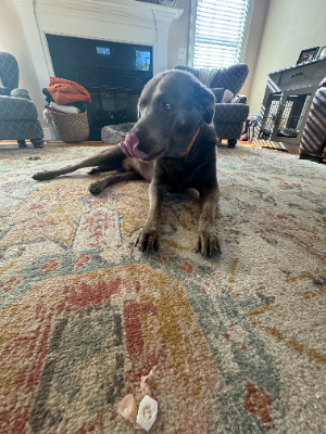 Picture of Sterling the Silver Labrador